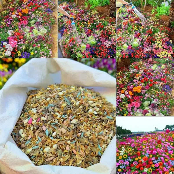 Mélange de graines de fleurs sauvages (Côte d'Ivoire)