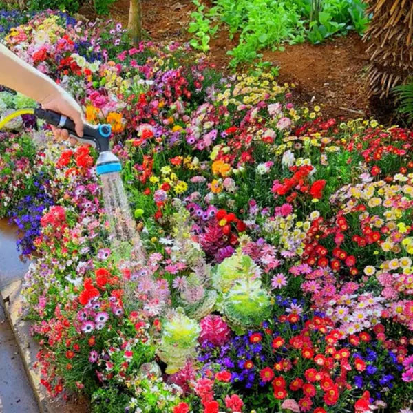 Mélange de graines de fleurs sauvages (Chad)