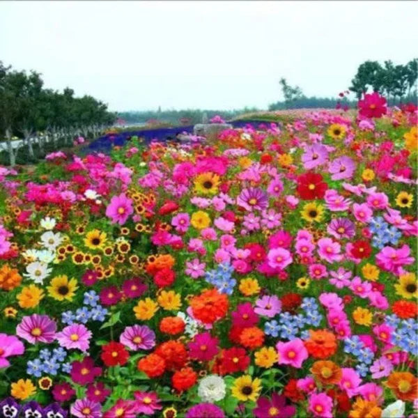 Mélange de graines de fleurs sauvages (Chad)